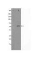 EIF2B4 Antibody