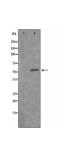 EMR4 Antibody