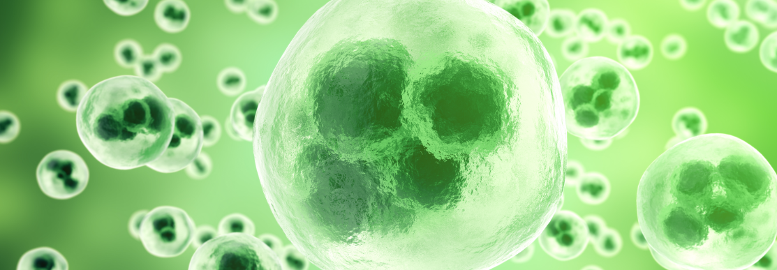 如何从单细胞水平探寻金属元素的药理学意义？