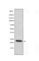 EFNA1 Antibody