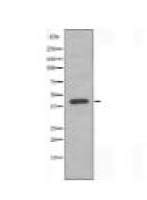 DVL2 Antibody