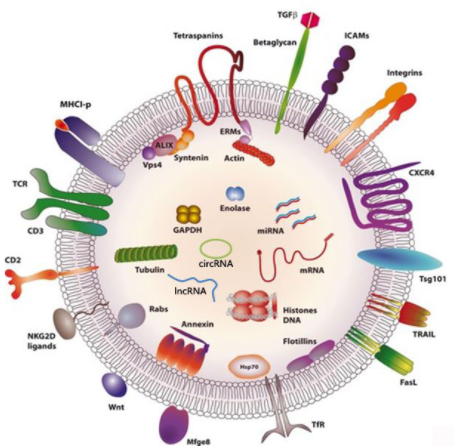 Anti-human CD63 Antibody Biotin Conjugated