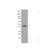 EDG4 Antibody