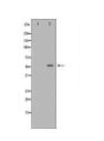 F10 Antibody