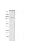 FCRL5 Antibody