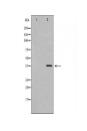 FST Antibody