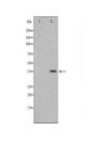 FST Antibody