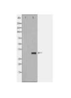 FBL Antibody