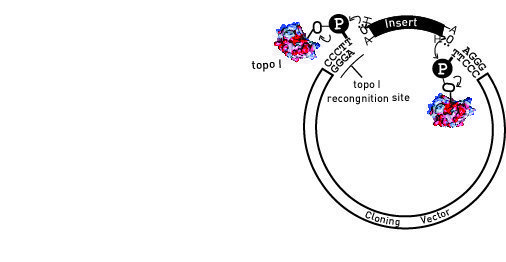 TOPO克隆载体试剂盒-末端加A片段和平末端片段均适用-Am