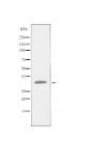 FOLR1 Antibody