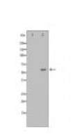 FMO3 Antibody