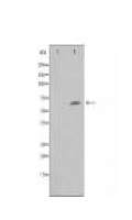FZD9 Antibody