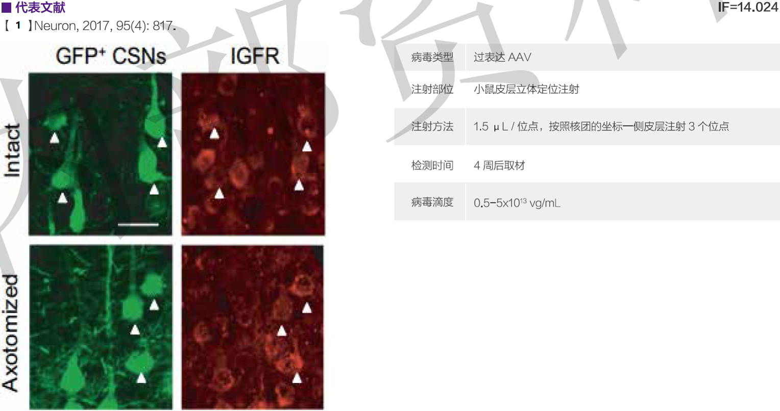 AAV 在神经领域中的应用