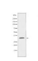 GPR174 Antibody