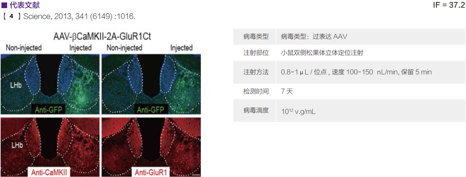 AAV 在神经领域中的应用