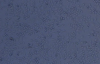 cgr8  小鼠胚胎干细胞