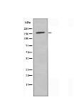 GPR158 Antibody