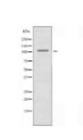 GPRC6A Antibody