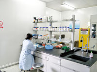 western blot/免疫组化/microRNA/CCK8/XTT/Transwell细胞迁移