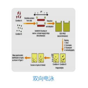 电泳成像原理是什么_白带是什么图片