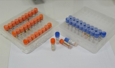 DNA Marker I