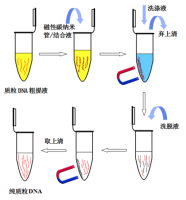 去内毒素质粒小提中量试剂盒(1-5ml菌液)