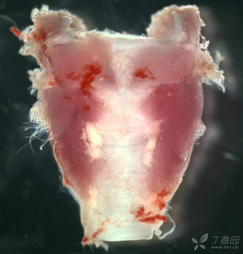 想做甲状旁腺原代细胞培养,在小鼠里剖出了甲状腺,但是认不出甲状旁腺