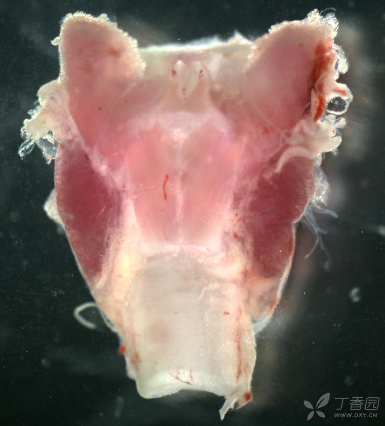 想做甲状旁腺原代细胞培养,在小鼠里剖出了甲状腺,但是认不出甲状旁腺