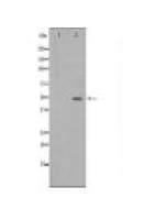GSK3B Antibody