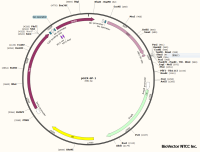 去内毒素质粒小提中量试剂盒(1-5ml菌液)
