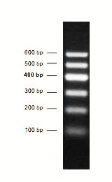   DNA分子量标准参照片断（bp）：100 、200、300、400、500、600bp