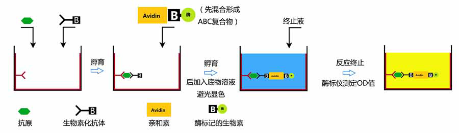 基质金属蛋白酶15试剂盒价格