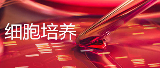 SF-295(人XG恶性胶质瘤细胞)图片