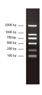DNA分子量标准参照片断（bp）：100 、250、500、750、1000、2000bp