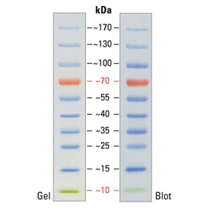 预染次高蛋白分子量Marker（43-200kDa)/5条带