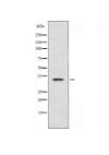 HMG20B Antibody