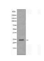 HMGB1 Antibody