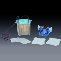 北京六一双垂直电泳仪（注塑） DYCZ-24EN