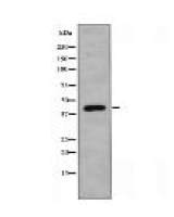 IRF2 Antibody