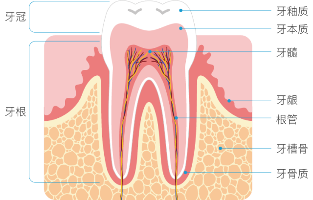 牙齿结构图.png