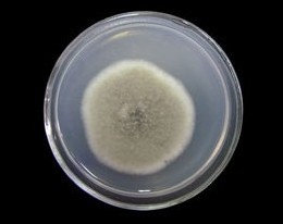 苍白芽孢杆菌品牌