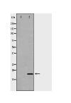 ISG15 Antibody