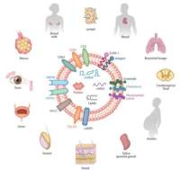 Purified Anti-human CD81