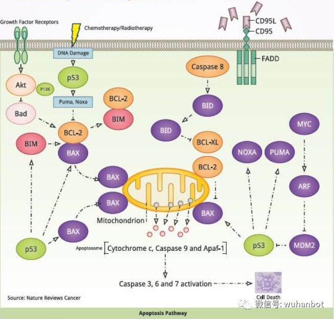 科学大讲堂 | 信号通路专题系列五：Cancer 信号通路
