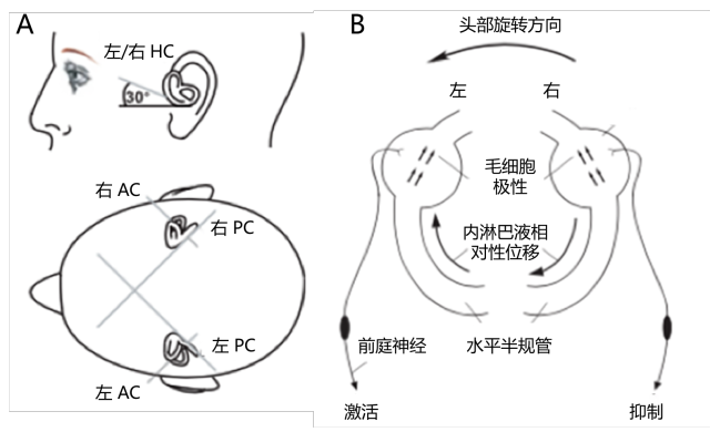 一文理清前庭眼反射的解剖基础