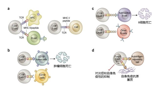 抗肿瘤的嵌合抗原受体t 细胞免疫疗法 Car T 能用于肾病治疗吗 丁香园