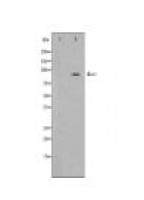 MALT1 Antibody