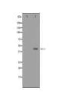 NDRG2 Antibody