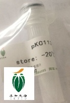 NZ9000乳酸乳球菌