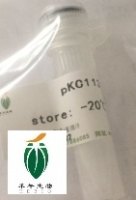 NZ9000乳酸乳球菌